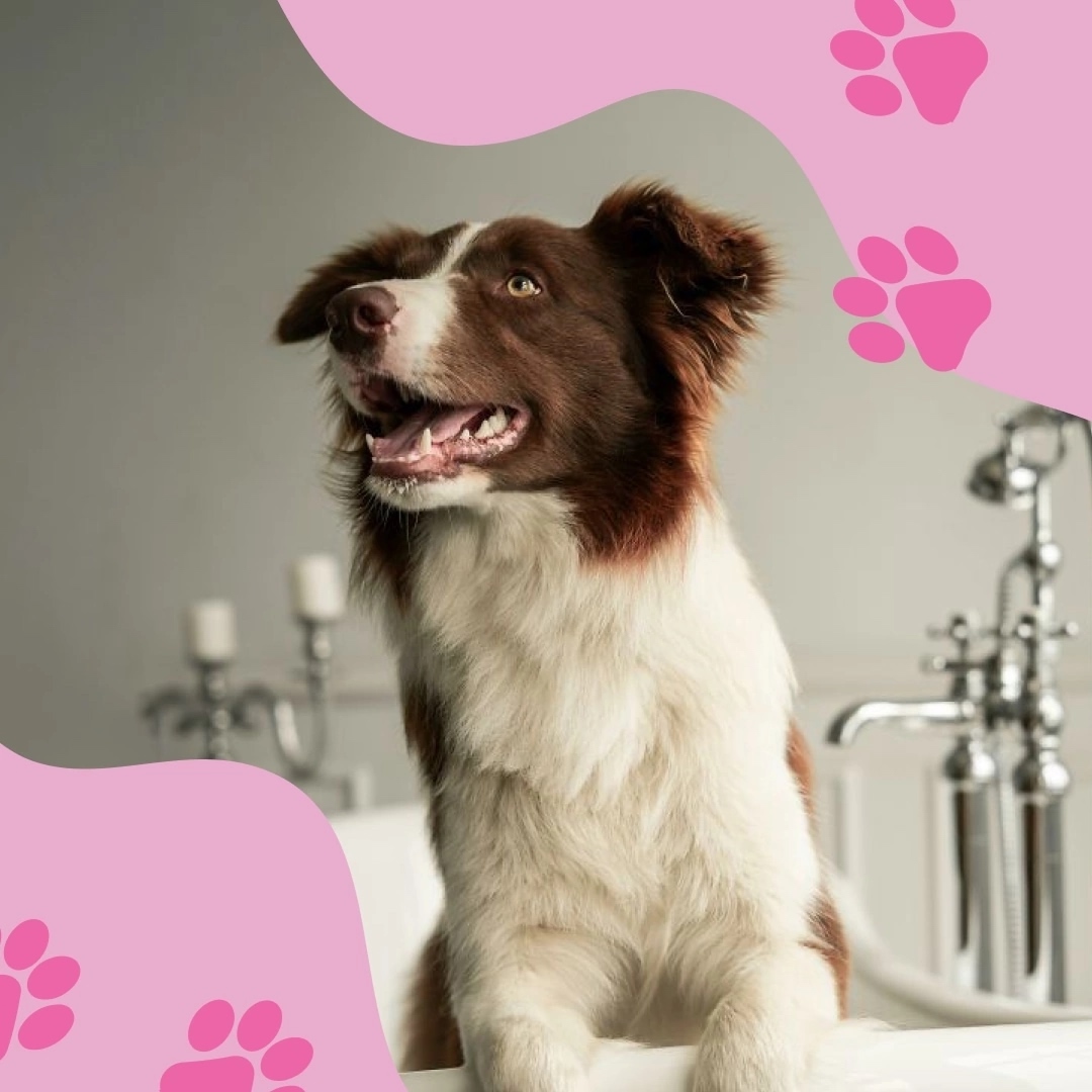 Уход за собакой: что важно знать?